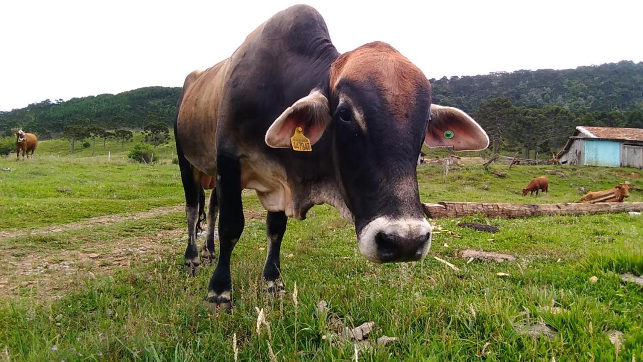 Cabanas Fazenda Da Raia Urubici Dış mekan fotoğraf